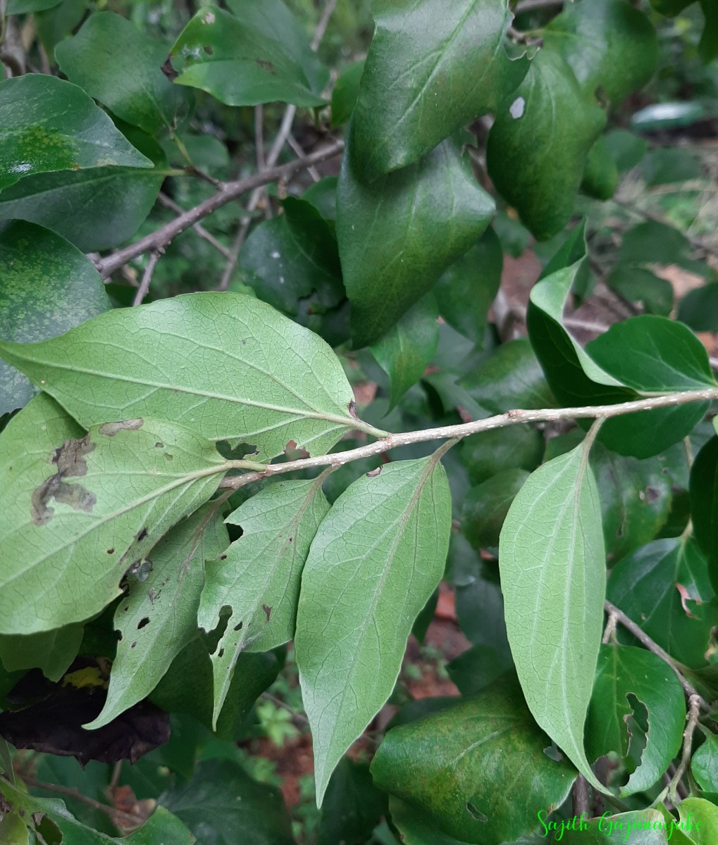 Dovyalis hebecarpa (Gardner) Warb.